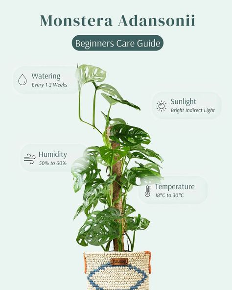 Tips to grow Monstera plants , Proper care of plants is important for a plant to grow efficiently and healthfully. Know the good Atmosphere to grow the Monstera plant, Follow for more.. Credit:fuloniofficial Monstera Plant Care, Monstera Plants, Painting References, Cheese Plant, Plant Guide, Plant Decor Indoor, Monstera Plant, House Plants Indoor, Horticulture