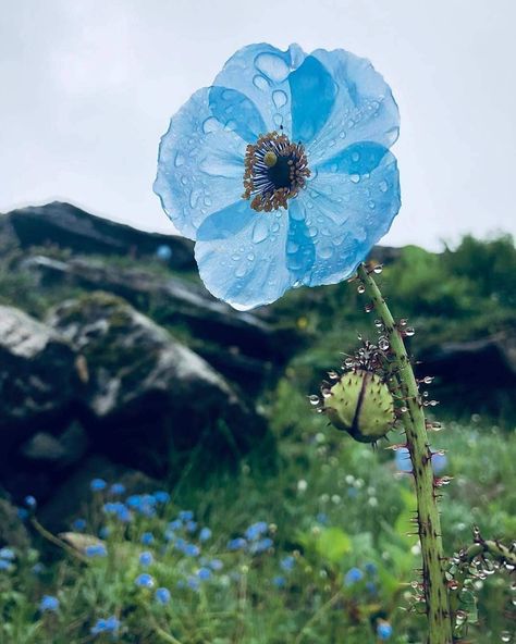 If life gives you a Mountain put on your boots & hike...... (good morning from the Himalayas) #hiking #camping #outdoors #nature #travel #backpacking #adventure #marmot #outdoor #mountains #photography Spring Kingdom, Himalayan Poppy, Musk Deer, Himalayan Blue Poppy, Stars And Flowers, Blue Poppies, Valley Of Flowers, Golden Eyes, Blue Poppy