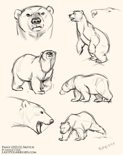 Bear Sketches, Bear Character Design, Bear Sketch, Nature Sketch, Bear Drawing, Animal Study, Bear Pictures, Bear Art, Clip Studio Paint