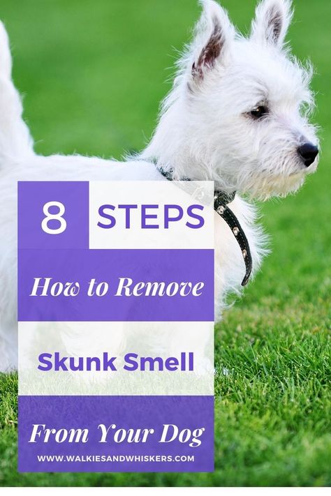 8 Steps How to Remove Skunk Smell From Your Dog | Walkies and Whiskers Dog Got Sprayed By Skunk, Dog Sprayed By Skunk, Dog Skunk, Getting Rid Of Skunks, Skunk Spray, Skunk Smell, Dog Spray, Pet Odor Eliminator, Dog Smells