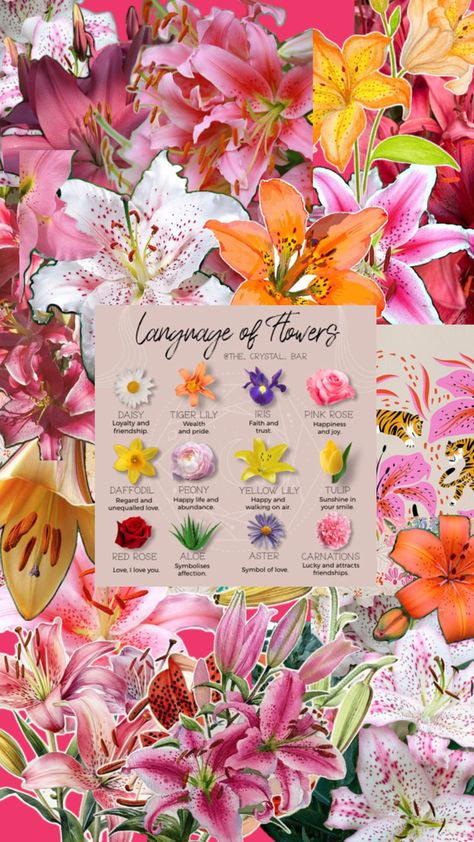 Tiger Lilies Flowers, Tiger Lily Flowers, Lilies Flowers, Tiger Lilies, Love Your Smile, Lily Flowers, Tiger Lily, Lily Flower, Love Symbols