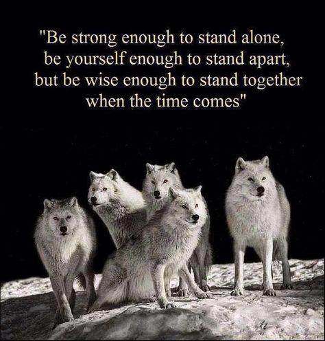 Wolf pack Native American Wolf Quotes, Citation Encouragement, Native American Wolf, American Quotes, Team Development, Native American Wisdom, Native American Quotes, Wolf Quotes, She Wolf