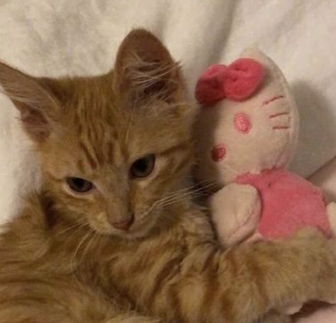 Kitty Stuffed Animal, Pink Kitty, Happy Happy Happy, Hello Kitty Aesthetic, Silly Cats Pictures, Orange Cats, Cat Icon, Pretty Animals, Cat Aesthetic