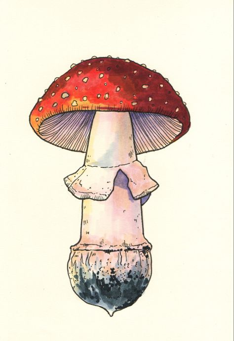 Mushroom, marker, drawing, illustration, art, nature, funji Illustration Art Nature, Mushroom Sketch, Mushroom Illustration, Marker Drawing, Botanical Drawings, Art Nature, Botany, Pencil Drawings, Pop Art