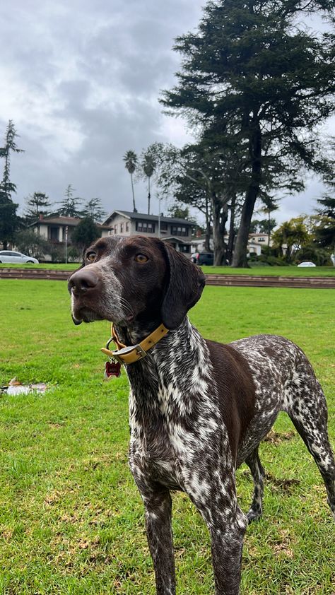 German Pointer Puppy, German Short Hair Pointer, Golden Mountain Dog, German Shorthaired Pointer Puppies, Gsp Puppy, German Short Haired Pointer, Cozy Critters, German Pointer, Sporty Dog