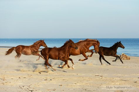 Herd on the beach - Herd of horses enjoying the galop on the beach Kwpn Horse, Horse Gif, Herd Of Horses, Different Horse Breeds, Wild Horses Running, Fjord Horse, Horse Poses, Photography Horse, Horse Running