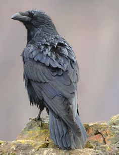 andrew shaylor raven | ... birds, Ravens & Crows on Pinterest | Raven, Crows ravens and Crows Raven Pictures, Rabe Tattoo, Crows Drawing, Raven Bird, Crow Tattoo, Crow Skull, Crow Bird, Crow Art, Raven Tattoo