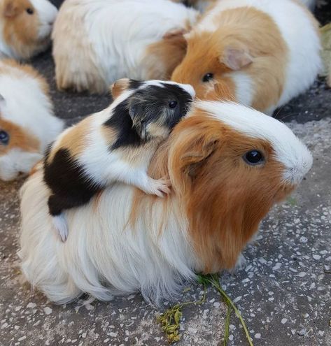 Adorable Guinea Pig Popcorn Popping, Guinea Pigs Funny, Baby Guinea Pigs, Guinea Pig Bedding, Pig Pictures, Pet Guinea Pigs, Guinea Pig Care, Cute Guinea Pigs, Guinea Pig Cage