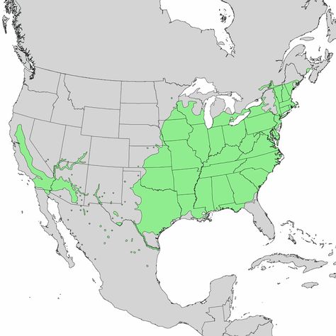 Distribution map for the black willow tree Swamp Garden, Cephalanthus Occidentalis, Sour Cherry Tree, Wild Plum Tree, Japanese Plum Tree, Cornus Florida, Hazelnut Tree, Yellow Raspberries, Black Willow