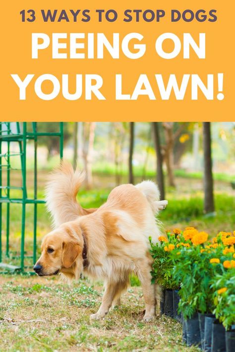 Sick of dogs peeing on your lawn? Here are 13 ways to stop a neighbor's dog from tinkling on your grass! Dog Deterrent Spray For Yard, How To Keep Dogs From Pooping In My Yard, Plants That Repel Dogs, Pebble Edging, Dog Yards, Dog Lawn, Dog Deterrent, Boys Garden, Lawn Repair