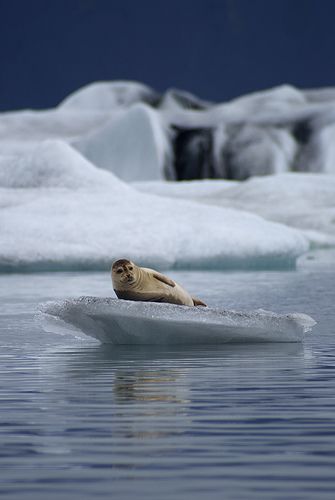 Seals, Jokulsarlon, Iceland Jokulsarlon Iceland, Nature Wonders, Lagoon Iceland, Iceland Trip, A Seal, Glacier Bay, Visit Iceland, Nordic Countries, Fairy Queen