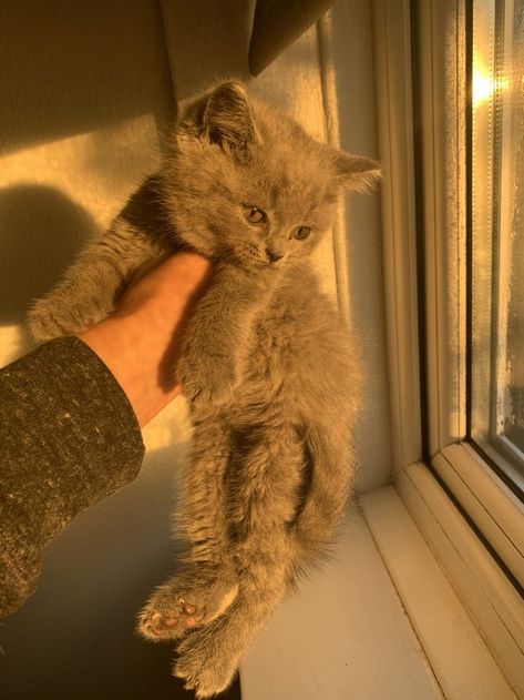 British Shorthair Cats Aesthetic, British Blue Cats, British Blue Kitten, Hear Cat, Kittens Aesthetic, British Cats, British Blue Cat, Kitten Aesthetic, British Cat