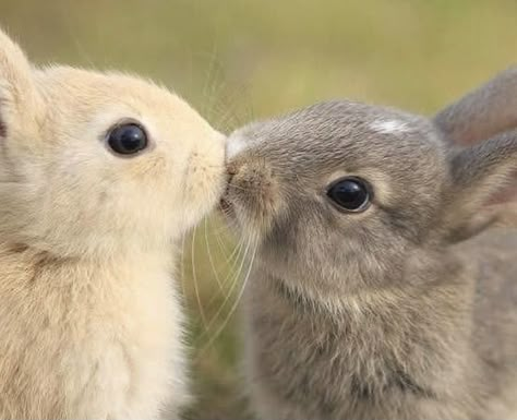 Cute Bunny Pictures, Animal Medicine, Puppy Kisses, Bunny Pictures, Pet Bunny, Cute Animals Images, Marine Animals, Baby Bunnies