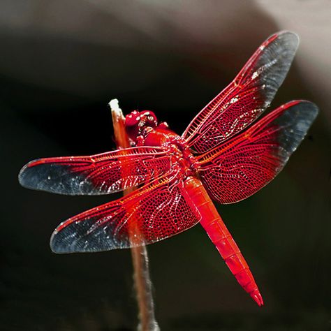 dragonflies are good luck for us capricorns and this one is in my favorite color Hogwarts Subjects, Dragonfly Pictures, Red Dragonfly, Dragonfly Photos, Dragon Flys, Damselflies, Dragonfly Dreams, Cool Bugs, Dark Crystal