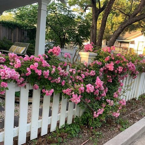 Peggy Martin Climbing Rose Care and Growing Information Peggy Martin Rose, Climbing Roses Trellis, Martin Rose, Parterre Garden, Rose Garden Design, Rose Trellis, Garden Flower Beds, Homestead Gardens, Climbing Rose