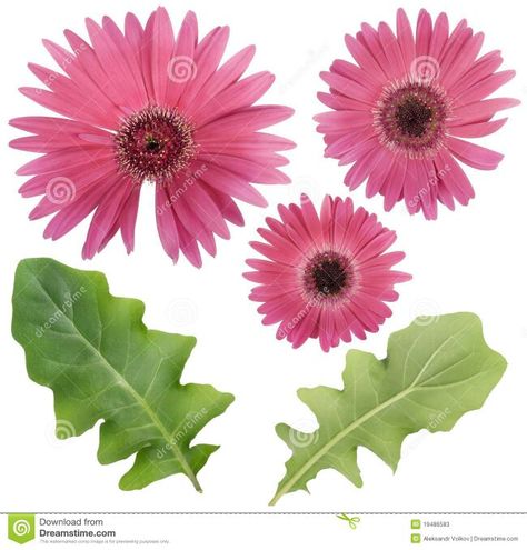 Daisy Leaves, Gerbera Flower, Pink Gerbera, Flower And Leaves, Gerbera Daisy, Pink Daisy, Sugar Flowers, Green Yellow, Planting Flowers