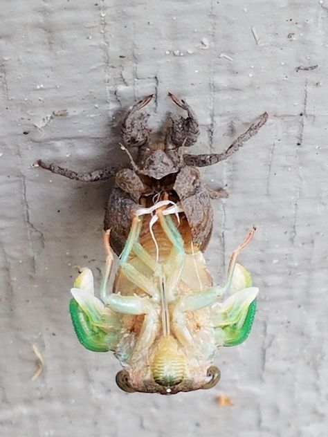 Cicada shedding it's skin 4032x3024 Cicada Shedding, Images Of Animals, Pose References, Block Printing, Animal Photo, Quality Images, Pose Reference, Block Print, High Quality Images