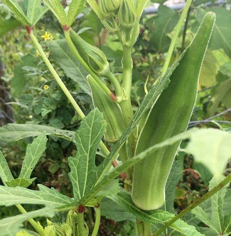 Backyard Secret Garden, Vegetables To Plant, Malabar Spinach, Snap Beans, Summer Vegetables, Happy Farm, Outdoor Sanctuary, Vegetable And Fruit, South Louisiana