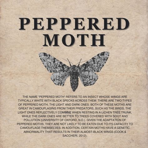 References: Cook, L. M., & Saccheri, I. J. (2012). The peppered moth and industrial melanism: evolution of a natural selection case study. Heredity, 110(3), 207–212. https://doi.org/10.1038/hdy.2012.92 University of Oxford. (n.d.). Peppered Moth natural selection experiments. Learningzone.oumnh.ox.ac.uk. Retrieved October 26, 2023, from https://learningzone.oumnh.ox.ac.uk/peppered-moth-natural-selection-experiments#:~:text=Kettlewell%27s%20hypothesis%20for%20why%20dark Moth Facts, Peppered Moth, Moth Species, University Of Oxford, The Dark One, Weird Science, Natural Selection, Architecture Drawing Art, Tree Trunks