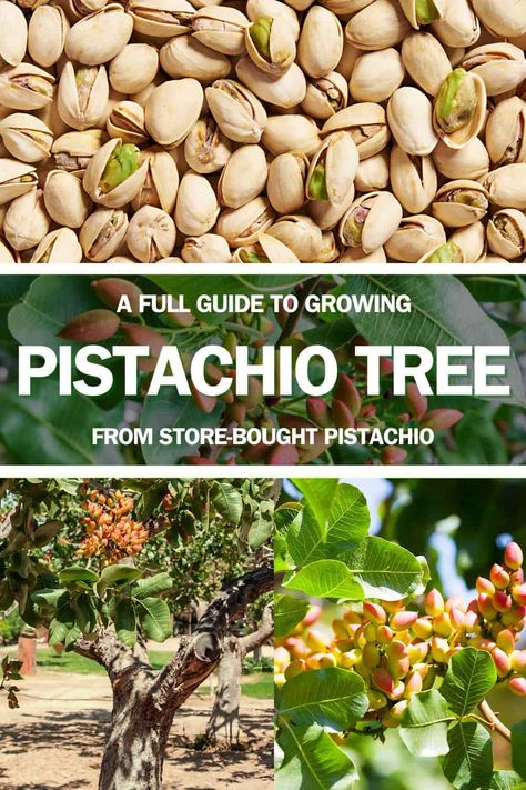 A Full Guide to Growing Pistachio Trees From Store-Bought Pistachios Pistachio Tree, Seedlings Indoors, Growing Sweet Potatoes, Garden Hacks Diy, Food Forest Garden, Seed Starter Kit, Diy Backyard Landscaping, Forest Garden, Peach Trees