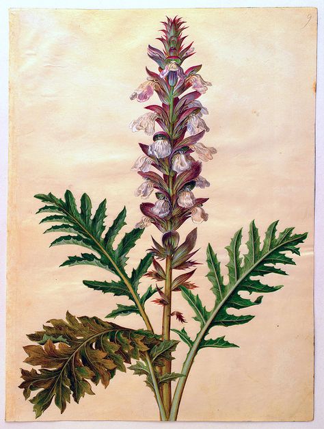 Bear's Breeches by Johannes Simon Holtzbecher (1659) Acanthus Mollis, Google Art Project, Illustration Botanique, Botanical Artwork, Scientific Illustration, Botanical Drawings, Flower Illustration, The Album, Art Google