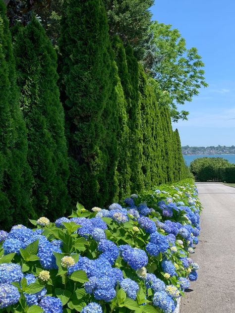 Hydrangeas in the Newport Landscape | Private Newport Tattoo Plant, Like Clockwork, City By The Sea, Peonies And Hydrangeas, Blue Hydrangeas, Hydrangea Garden, Flowering Shrubs, Blue Hydrangea, Garden Accessories