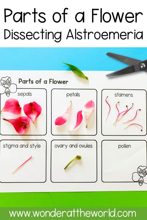 Help students learn the parts of a flower by dissecting Alstroemeria, or Peruvian lilies in the classroom. This activity is a great hands-on way of observing and identifying flower parts including sepals, petals, stamens, stigma, and pollen.  A free printable sheet (PDF) can be found towards the ned of the post that students can use to record  the different flower parts. Part Of Flower, Flower Parts, The Ned, Peruvian Lilies, Science Lesson, Parts Of A Flower, Plant Science, Primary Teachers, Different Flowers