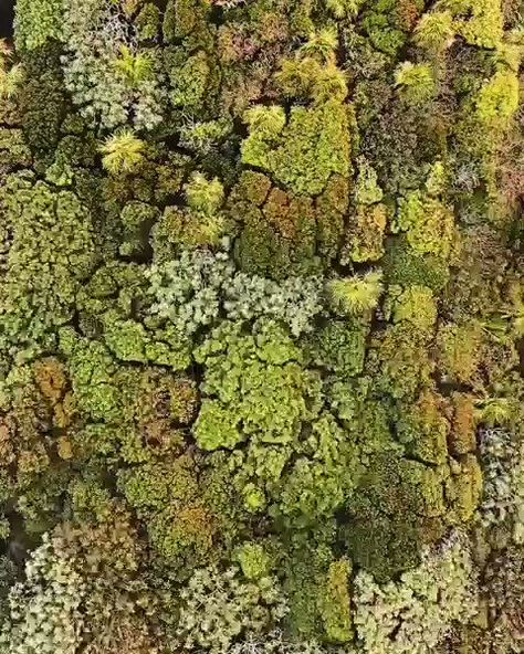 Nature is Amazing ☘️ on Twitter: "the way forest looks from the sky… " Landscape Texture, Forest Sounds, Ground Covers, Machine Knit, Forest Canopy, Beautiful Video, Tree Canopy, Happy Earth, Art Quote