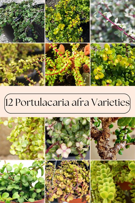 Want to learn about common and rare Elephant Bush varieties? In this article we review 12 Portulacaria afra varieties. Want to learn about common and rare Elephant Bush varieties? In this article we review 12 Portulacaria afra varieties. Elephant Bush Succulent Care, Elephant Food Plant, Elephant Bush Succulent, Succulents Types, Types Of Elephants, Elephant Bush, Elephant Food, Elephant Plant, Jade Bonsai