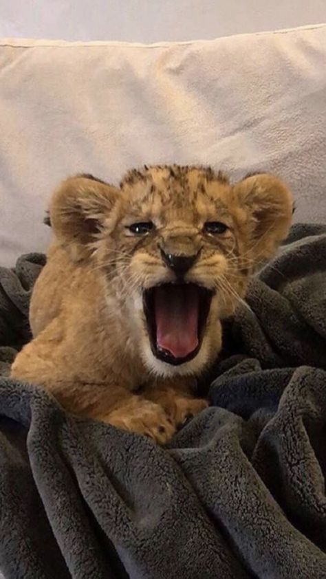 Royal Animals, Fierce Animals, Exotic Cats, Pet Tiger, Baby Tiger, Cute Lion, Baby Lion, Pretty Animals