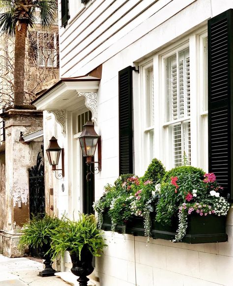 Townhouse Flower Bed Front Yards, Trees To Frame Front Of House, Window Box Flower Ideas, Living Room Gallery Wall, Window Box Plants, Room Gallery Wall, Mediterranean Interior Design, Box Window, Mediterranean Interior