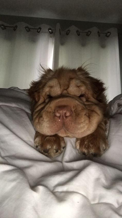 Chinese Shar Pei Puppies, Mini Hippo Dog, Sharpay Dog, Cocker Pei, Wrinkly Dogs, Dog Fluffy, Wrinkly Dog, Neapolitan Mastiff, Fluffy Puppy