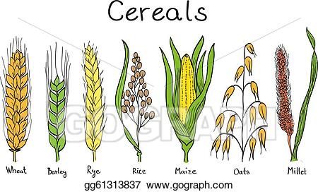 Cereals Drawing, Wheat Vector, Corn Crop, Wheat Cereal, School Organization Notes, Picture Icon, Artist Portfolio, Organic Plants, Plant Print