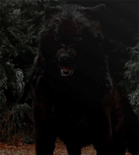 Twilight Wolves Gif, Twilight Werewolf Aesthetic, Twilight Wolf Pack Aesthetic, Black Wolf Gif, Twilight Wolf Gif, Werewolf Twilight, Black Wolf Art, Twilight Werewolves, Van Helsing Werewolf