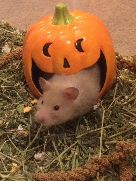 Noodle likes the pumpkin I got her for Halloween. Hamster Halloween Costumes, Halloween Hamster Cage Theme, Fall Hamster Cage, Halloween Hamster, Cottage Core Hamster Cage, Syrian Hamster Bin Cage, Hamster Cage, Mouse Rat, Cute Hamsters