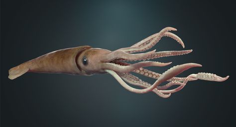 ArtStation - Giant Squid, Heorhii Simonov Squid Tattoo, Squid Fish, 3dsmax Vray, Giant Squid, Curious Creatures, Animal Projects, Calamari, Ocean Creatures, Animals Of The World