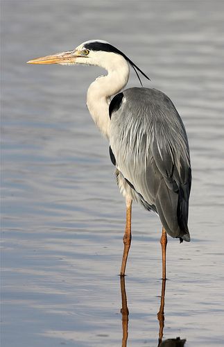 Ardea cinerea (Grey Heron) Heron Photography, Scottish Animals, Kruger National Park South Africa, Heron Art, Coastal Birds, Grey Heron, Shorebirds, Kruger National Park, Nature Birds