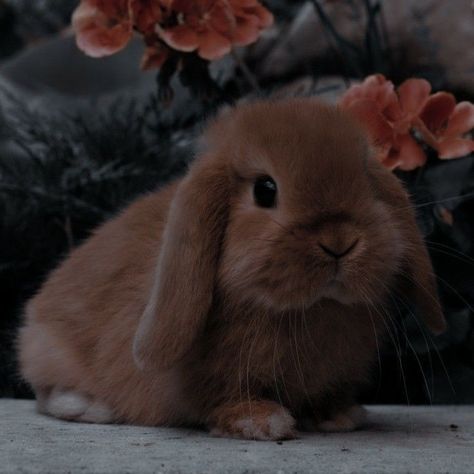 Bunny Rabbit Aesthetic, March Hare Aesthetic, Brown Rabbit Aesthetic, Brown Bunny Aesthetic, Ginger Bunny, Pet Aesthetic, Pet Bunny Rabbits, Cute Bunny Pictures