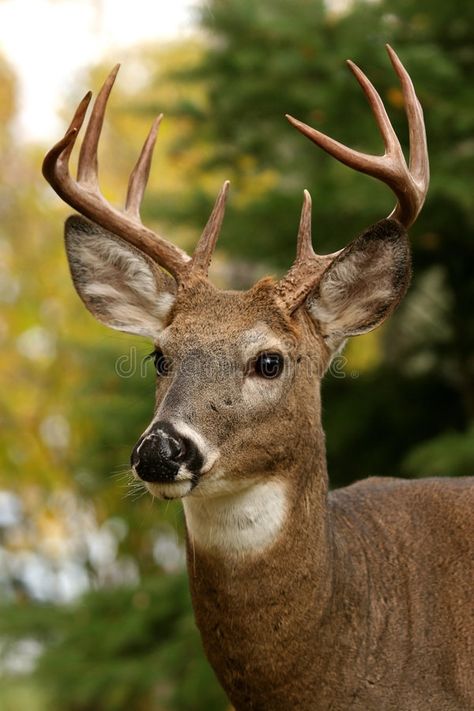 White Tailed Deer. Closeup portrait of a white tailed deer , #spon, #Deer, #Closeup, #White, #Tailed, #tailed #ad Whitetail Deer Pictures, White Tailed Deer, Deer Photography, Deer Wallpaper, Big Deer, Deer Drawing, Closeup Portrait, Deer Photos, Deer Pictures