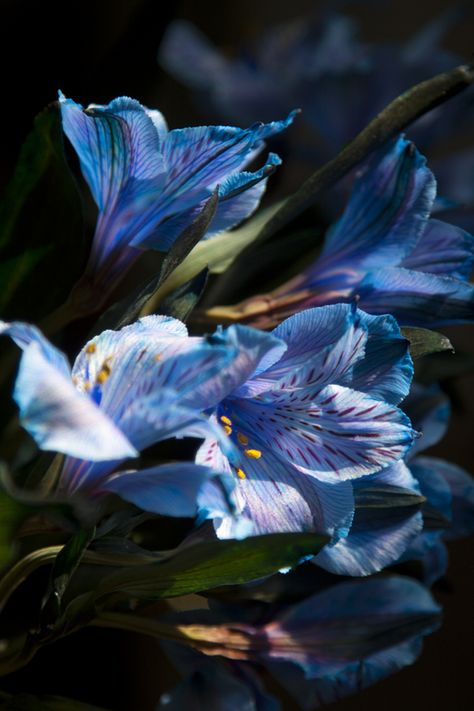 blue Alstroemeria Alstroemeria Aesthetic, Mythical Plants, Flower Garden Drawing, Alstroemeria Bouquet, Lilly Garden, Alstroemeria Flower, Letter Pictures, Flower Gardening Ideas, Blue Lilly