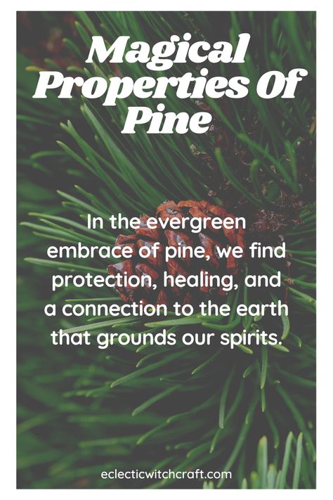 The Magical Properties Of Pine (Pine Uses In Witchcraft) - Eclectic Witchcraft Pine Needle Magical Properties, Mistletoe Magical Properties, Pinecone Magic, Pine Magical Properties, Pine Needles Witchcraft, Earth Witchcraft, Yule 2023, Witchy Herbs, Spell Ingredients