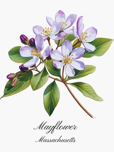 Mayflower Flower, Mayflower Art, Massachusetts Tattoo, Outline Drawing, Outline Drawings, May Flowers, Flowers And Leaves, Botanical Illustration, Back Tattoo