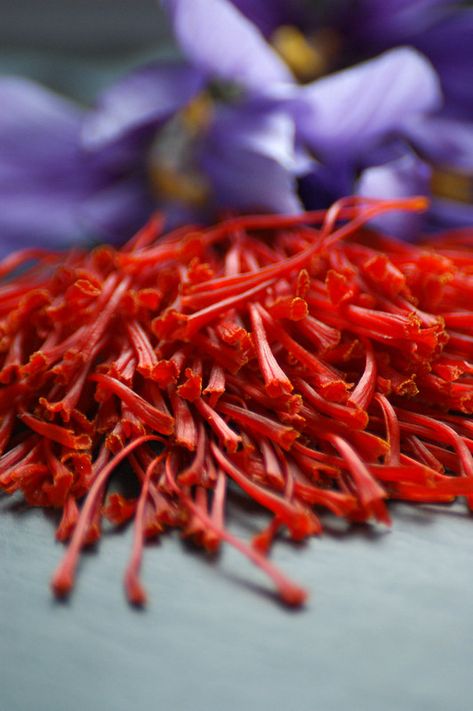 Saffron Farm, Spices Logo, Saffron Health Benefits, Saffron Plant, Benefits Of Saffron, Saffron Benefits, Rose Drink, Crocus Sativus, Iran Food