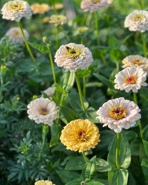 Bright, bold, colorful flowers… #zinniaelegans #zinnias #floretzinnias #zinniasoklahoma Flowers Backyard, Zinnia Elegans, Zinnia Flowers, Seed Shop, Flower Farm, Flower Seeds, Anemone, Colorful Flowers, Seeds