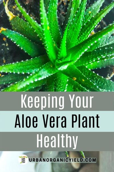 How To Grow Alovera Plant, How To Grow Aloe Vera Plant Indoor, Aloe Plant Uses, Care For Aloe Vera Plant, Alovera Plant, Aloe Plant Care, Aloe Vera Plant Indoor, Growing Aloe Vera, Plant Tips