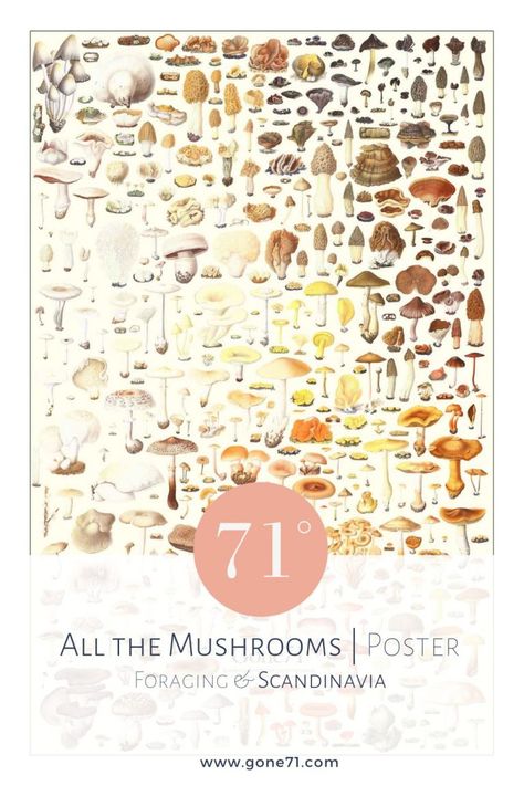 All the mushrooms – poster - Gone71° N Mushrooms Poster, Different Mushrooms, Lithography Art, Mushroom Illustrations, Cauliflower Mushroom, Mushroom Species, Mushroom Poster, Graphic Illustrations, Poster Designs