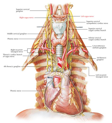 Easy Notes On 【Vagus Nerve】Learn in ... Glossopharyngeal Nerve, Nerf Vague, Nerve Anatomy, Cranial Nerves Mnemonic, Nervus Vagus, Internal Carotid Artery, Subclavian Artery, Carotid Artery, Pharmacology Nursing