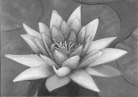 Lotus Charcoal Drawing, Water Lily Drawing, Lily Drawing, Lily Tattoos, Awesome Paintings, Lilies Drawing, Drawing Rocks, Landscape Pencil Drawings, Buddha Tattoo Design