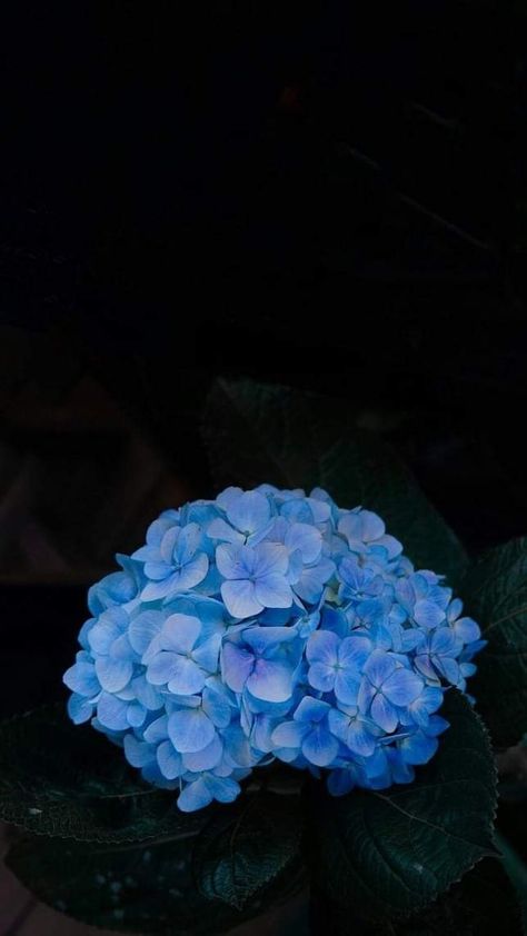 Aesthetic Hydrangea, Blue Hortensia, Pretty Blue Flowers, Hydrangea Wallpaper, Blue Hydrangea Flowers, Aesthetic Roses, Book Flowers, Wallpaper Ipad, Art Gallery Wallpaper