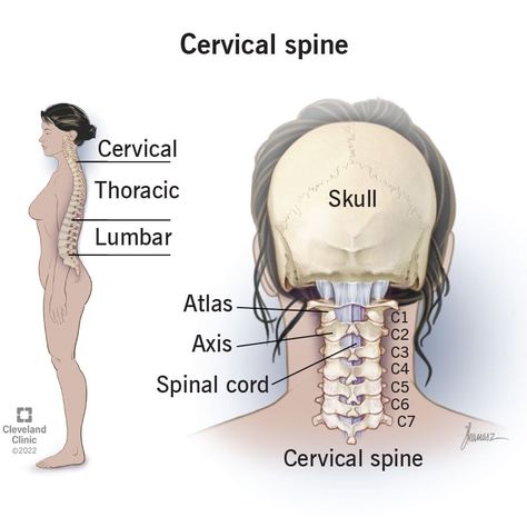 Cervical Spine (Neck): What It Is, Anatomy & Disorders Neck Muscle Anatomy, Nerve Conduction Study, Vertebral Artery, Cervical Pain, Cervical Spondylosis, Spinal Nerve, Musculoskeletal System, Cervical Spine, Spine Surgery